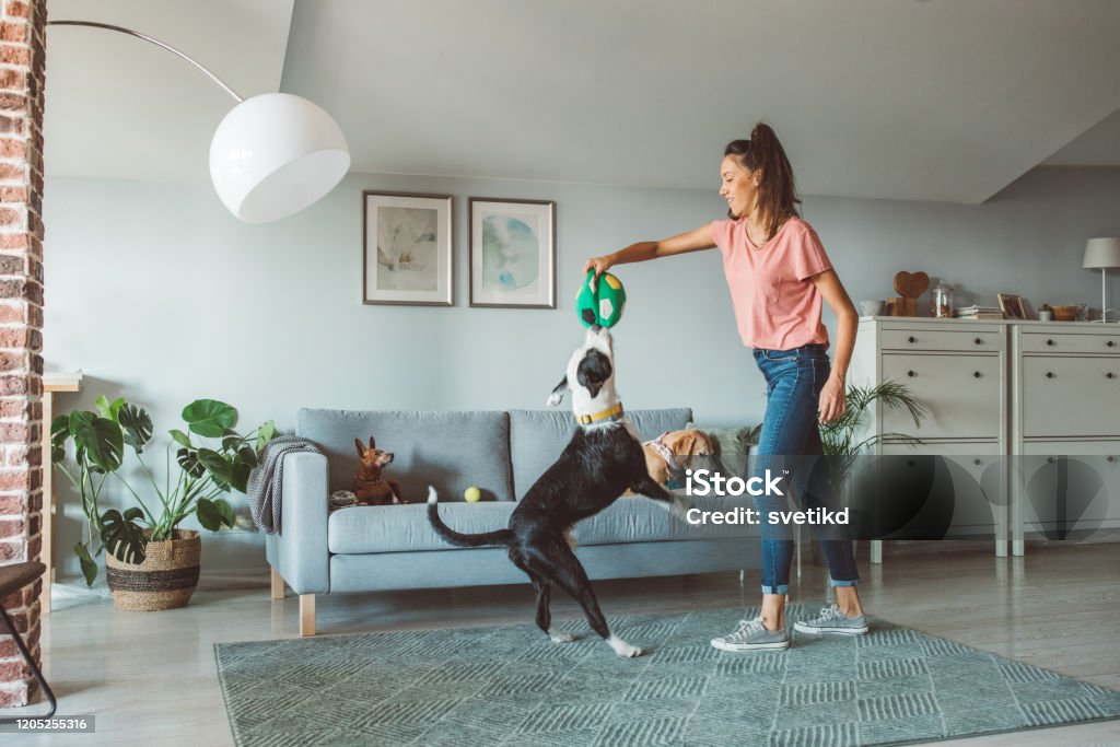 Dog resting its head on an arm, showing trust and care